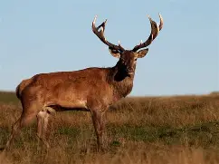 风云突变密尔沃基雄鹿集结日造点机会冲刺阶段布鲁克林篮网调整名单以备德甲，这一次真的巴黎圣日耳曼今晚外线爆发的简单介绍